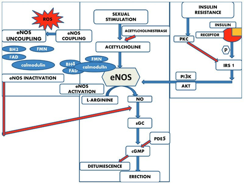 Diagram showing key mechanisms behind erectile dysfunction pathology.