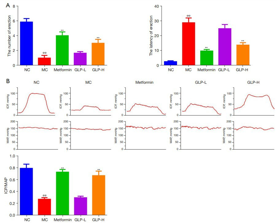 Graphs showing GLP's effect on ED in DMED rats: (A) increased number and reduced latency of erections; (B) ICP and MAP waves, improved ICP/MAP ratio post-treatment