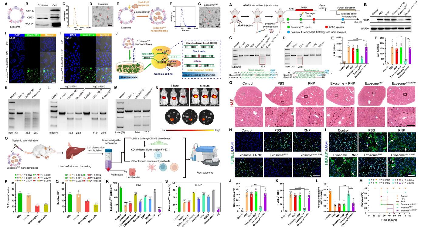 Left: Characterization, genome-editing activity, biodistribution and cellular uptake mechanism of exosomeRNP; Right: ExosomeRNP-mediated genome editing suppressed APAP-induced acute liver injury and lethality.