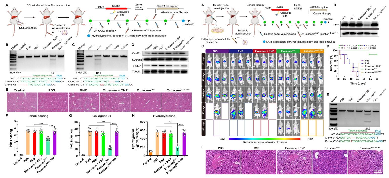  Left: ExosomeRNP-mediated genome editing suppressed CCL4-induced liver fibrosis; Right: ExosomeRNP-mediated genome editing for orthotopic HCC therapy.