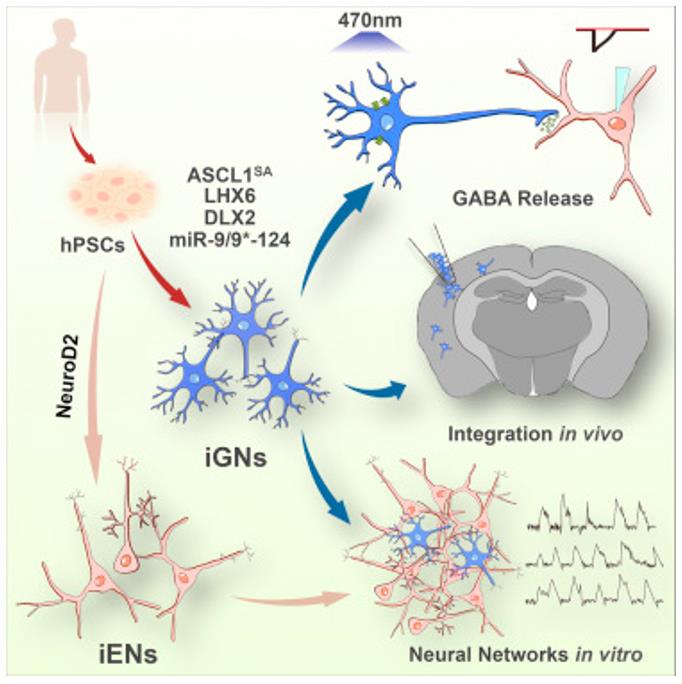 GABAnergic Neuron Differentiation