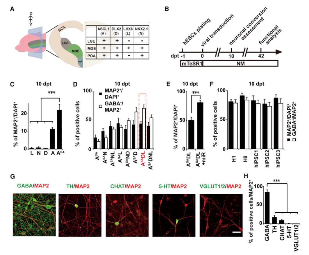 Genetically characterization of iPSC-derived GABAnergic neurons.