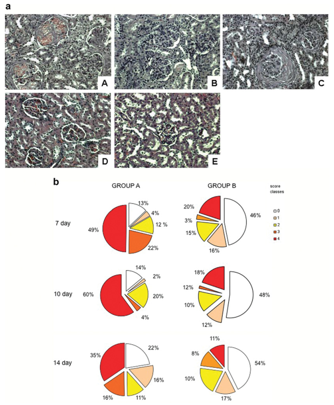 Representative renal morphology in the experimental groups at day 10 (a), and the glomerular damage score in groups A and B (b).