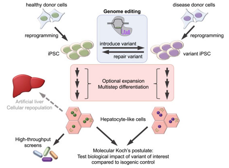 iPSC-derived hepatocytes: a versatile tool in lipid metabolism.