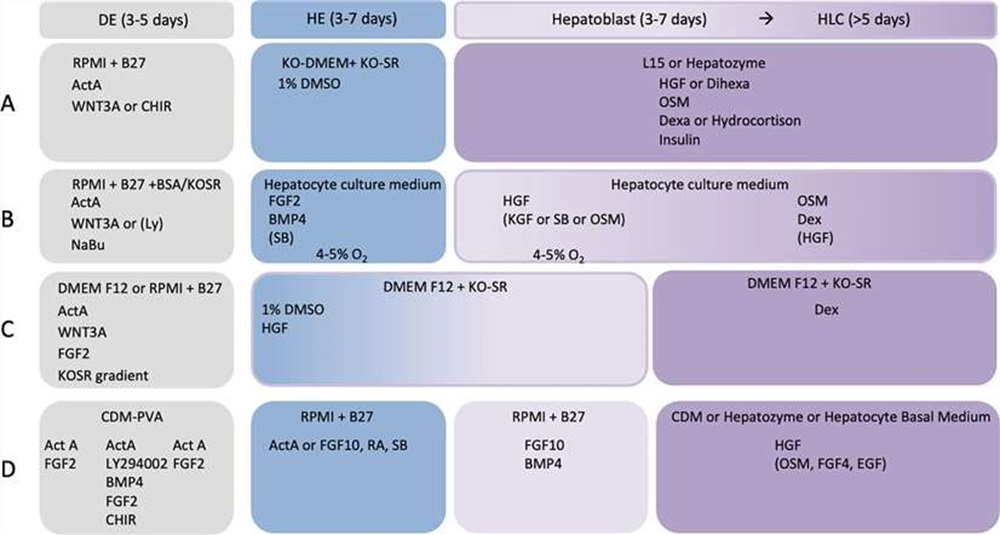 Fig. 1. Basic elements of the four most common hepatocyte differentiation protocols