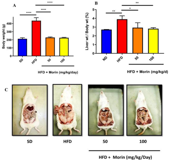 Effect of morin on (A) Body weight (at the end of study) (B) Liver weight / Body weight ratio (C) Retroperitoneal fat content