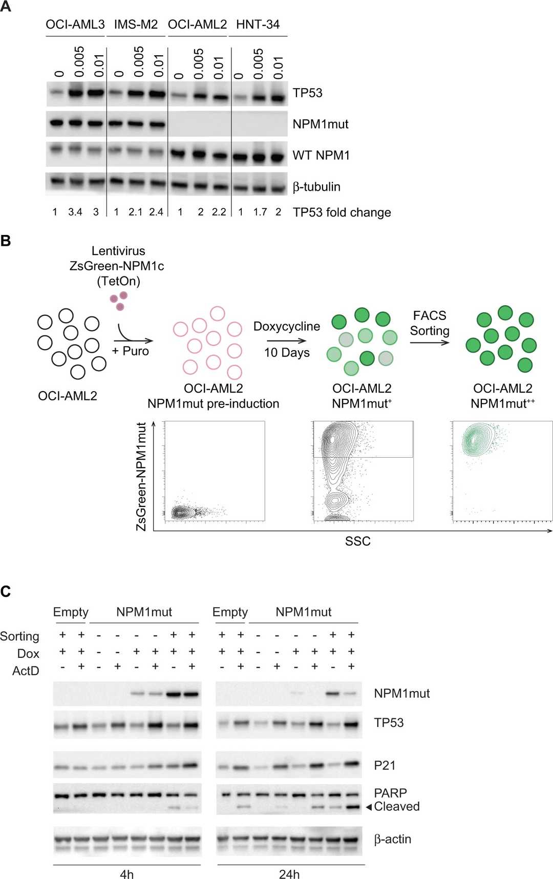 Western blot analysis of TP53, NPM1mut, wild-type NPM1 (WT NPM1), P21, and PARP in OCI-AML3, IMS-M2, OCI-AML2, and HNT-34 cells treated with dactinomycin.