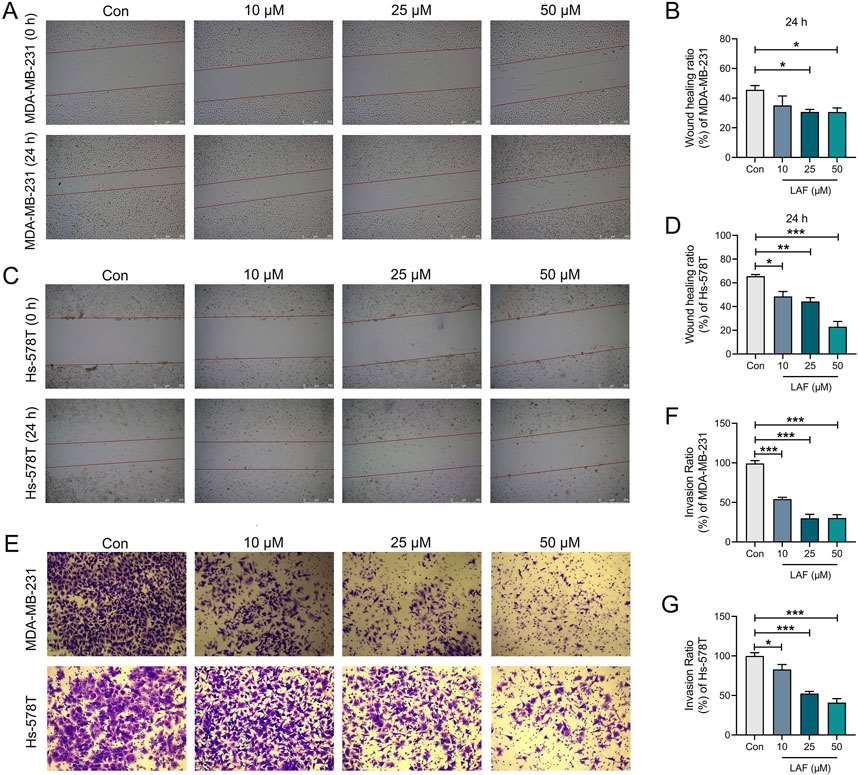 Effects of LAF on the migration and invasion of MDA-MB-231 and Hs-578T cells.