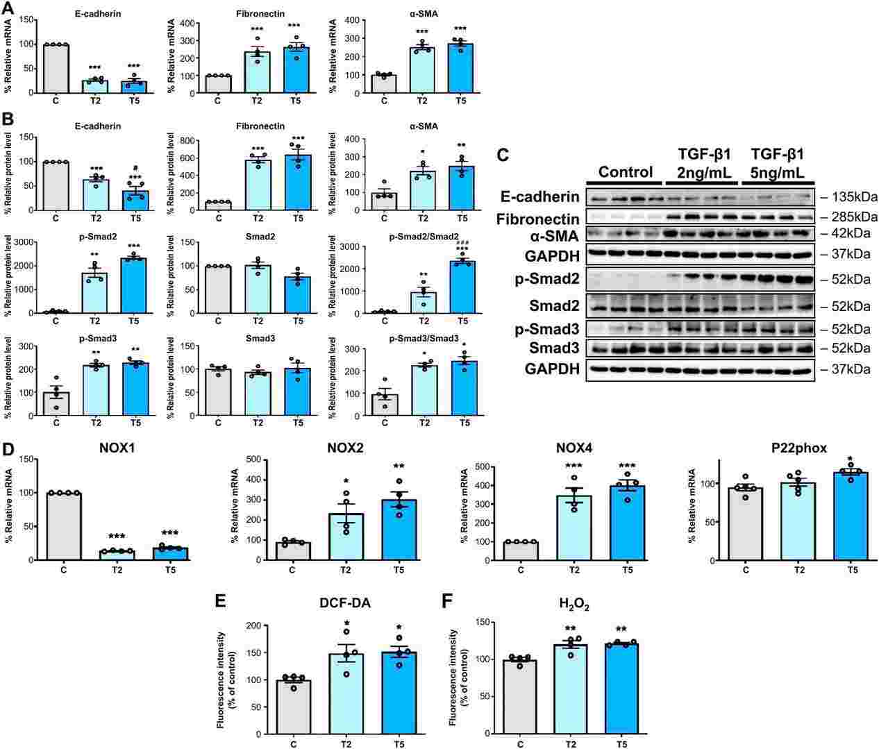 Increased epithelial-to-mesenchymal transition (EMT) and ROS generation in HPMCs treated with TGF-β1.