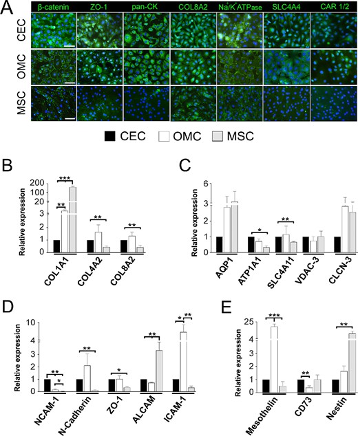 Immunofluorescence analysis of the expression patterns of simple epithelium and corneal endothelium markers in CEC, human OMC, and MSC.