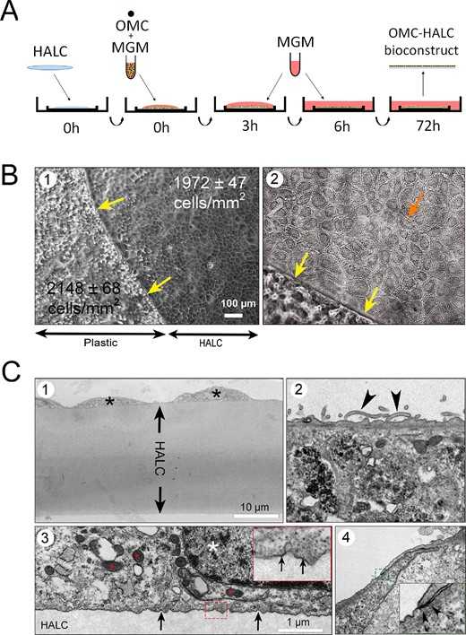 Human OMC cultured on decellularized human anterior lens capsule form a corneal endothelium biomimetic.