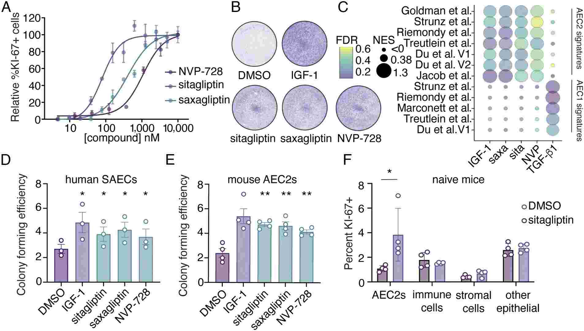 Fig. 1: DPP4 inhibitor, NVP-728, promoted proliferation of AEC2s and displayed minimal cytotoxicity. 
