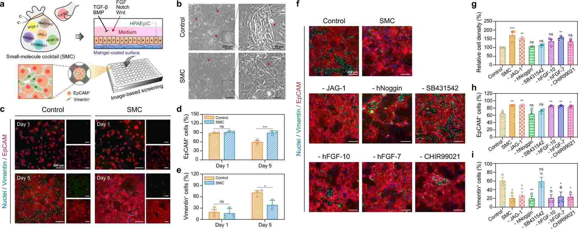 Fig. 2. Customized human alveolar epithelial cell culture medium development.