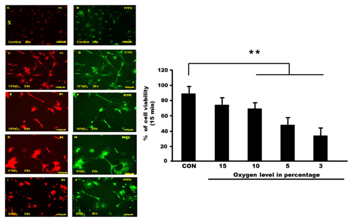 The cell viability of astrocyte cells following exposure to different percentages of oxygen level.