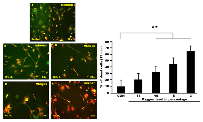 The cell death of astrocyte cells following exposure to different percentages of oxygen level.