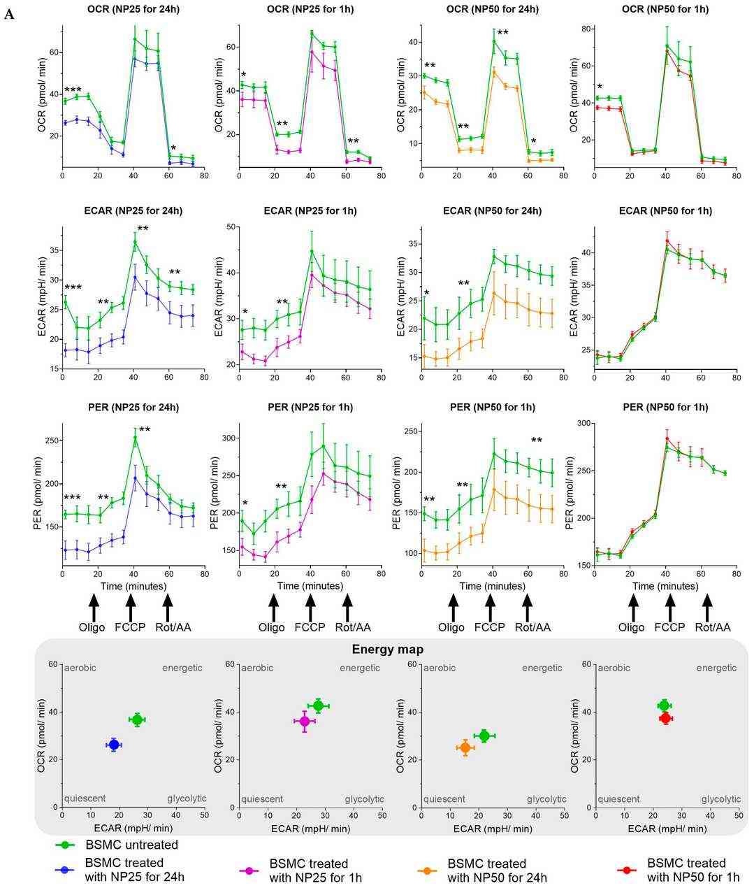 The impact of polystyrene nanoplastics (PS-NPs) on the mitochondrial metabolism in human healthy BSMC and asthmatic BSMC.