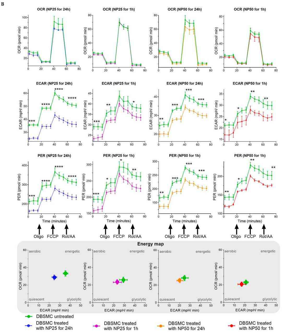 The impact of polystyrene nanoplastics (PS-NPs) on the mitochondrial metabolism in human healthy BSMC and asthmatic BSMC.