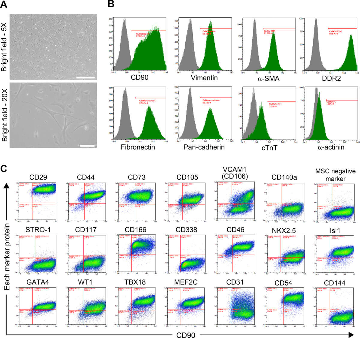 Fig. 1. Micrographs and immunoprofiling of CFs