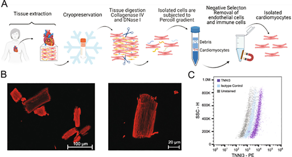 Fig. 1. Cardiomyocyte isolation and purity assessment.