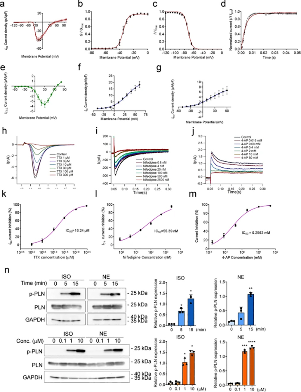 Fig. 3. Functional integrity of freshly isolated hPCMs