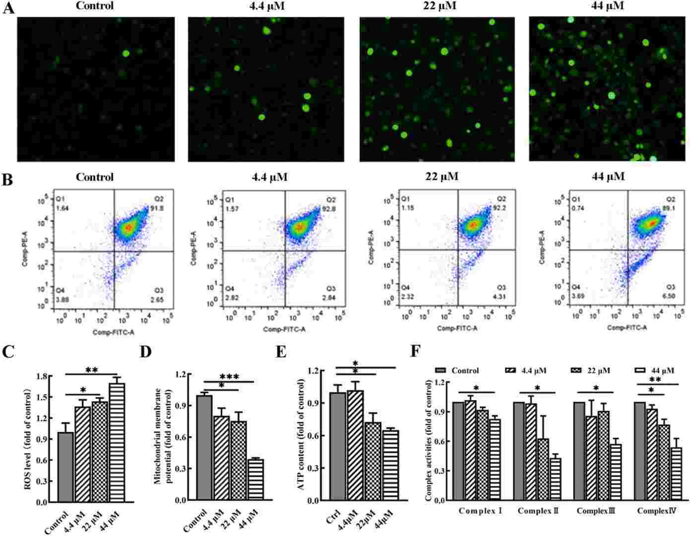 Representative images and quantitative analysis of mitochondrial function in chondrocytes after BP-3 treatment.