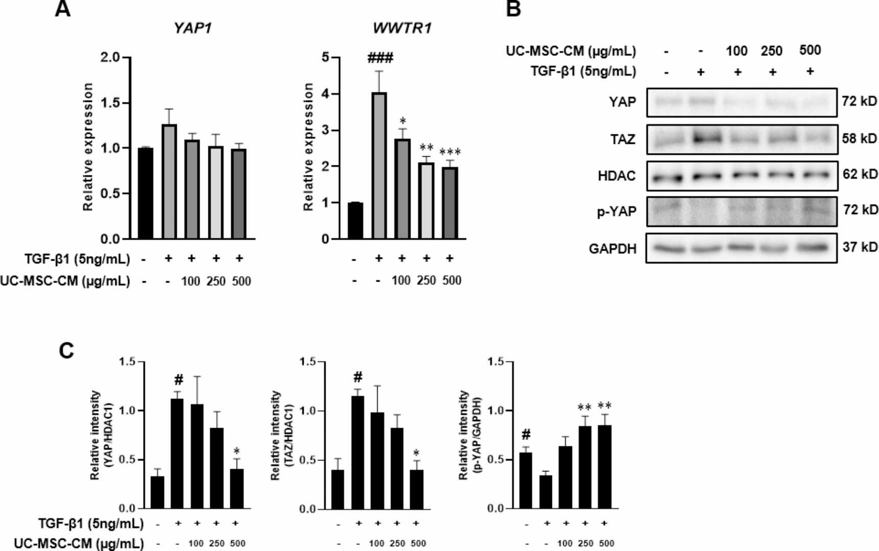 RT-qPCR analysis of the relative mRNA expression of YAP1 and WWTR1. Representative western blots showing the protein expression of YAP and TAZ.