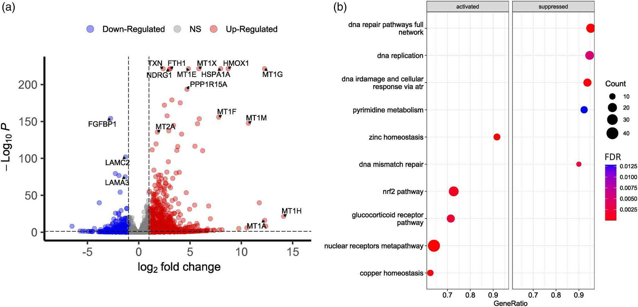 Transcriptome profiling to assess gene expression differences between the control cells and those exposed to Cd.