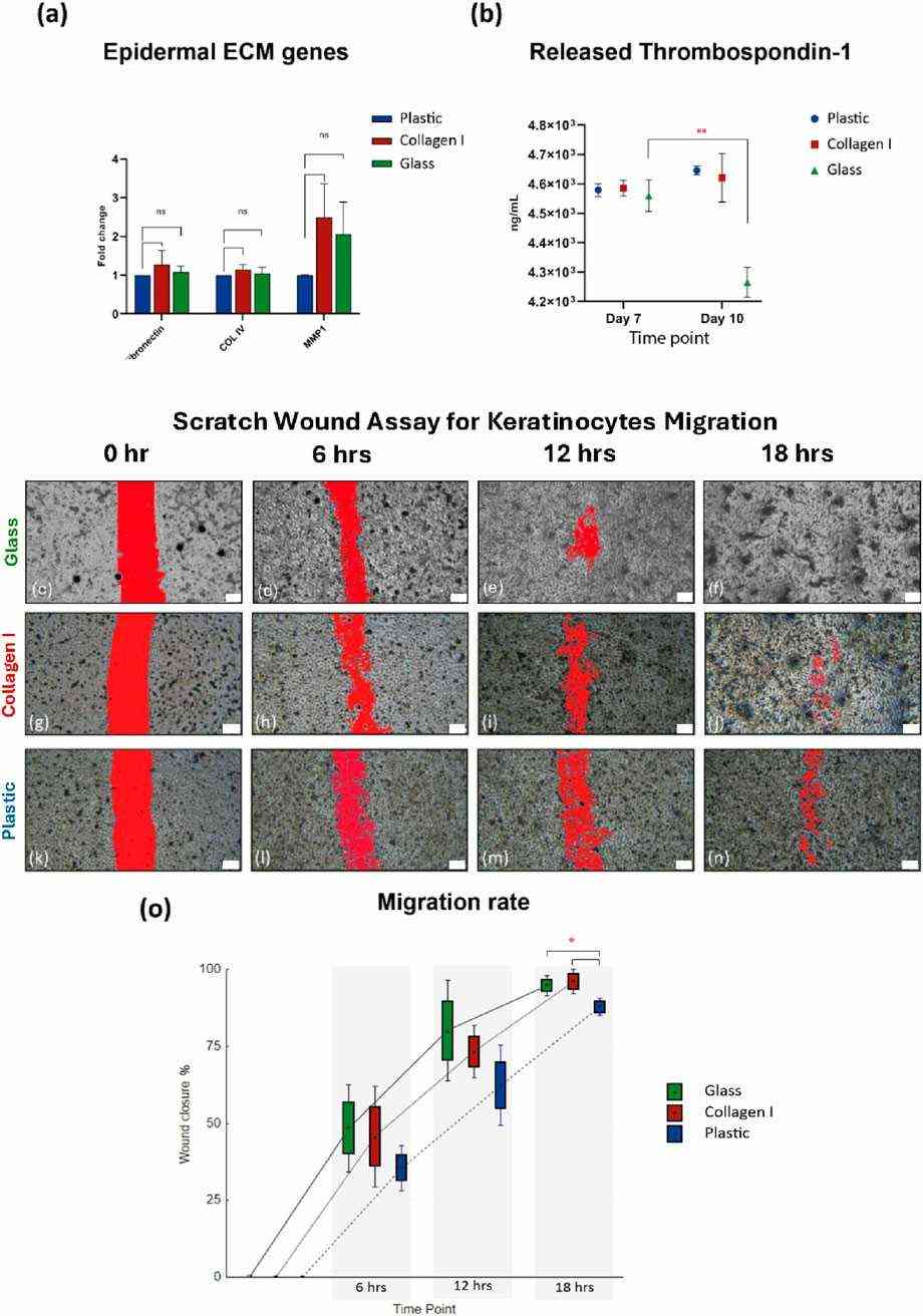 (a-b) Functional characterization of thrombospondin-1 and ECM marker. (c-o) Scratch wound assay for primary keratinocyte migration.