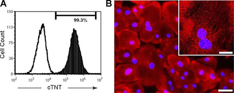 Fig. 1. Purity and structure of cardiomyocytes