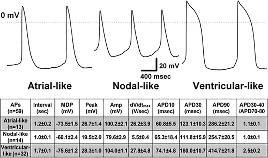 Fig. 2. Action potentials (APs) were recorded from hiPSC-CMs at 35-37°C using the perforated patch-clamp method