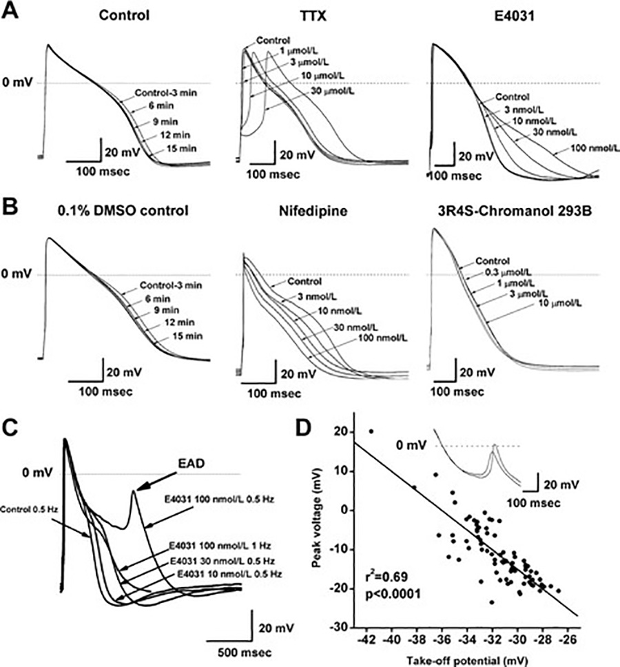 Fig. 3. Effects of ion channel blocking drugs on AP morphology.