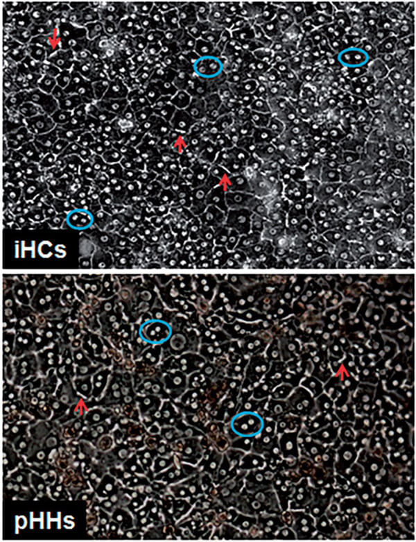 Fig. 1. Morphology of iHCs and pHHs after 3 days in culture