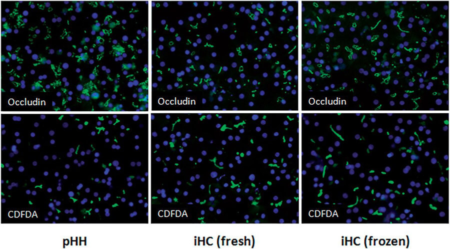 Fig. 2. Development of cell polarity, junctional complexes, and functional bile canaliculi in cultures of iHCs and pHHs