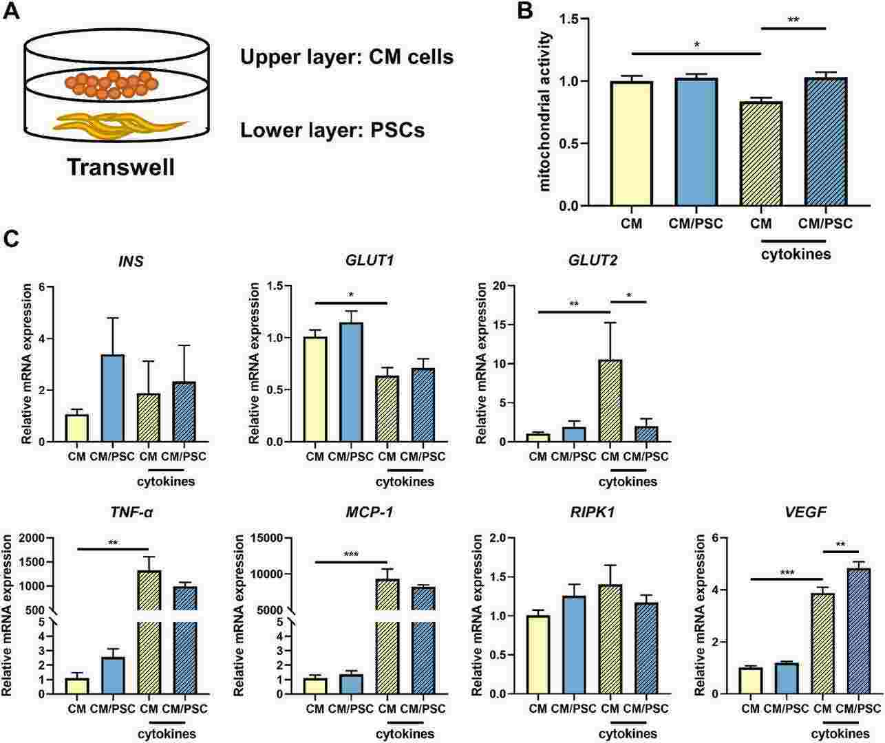 Mitochondrial activity and gene expression levels in CM β-cells cocultured with PSCs in presence and absence of the cytokine mix of IFN-γ, TNF-α and IL-1β.