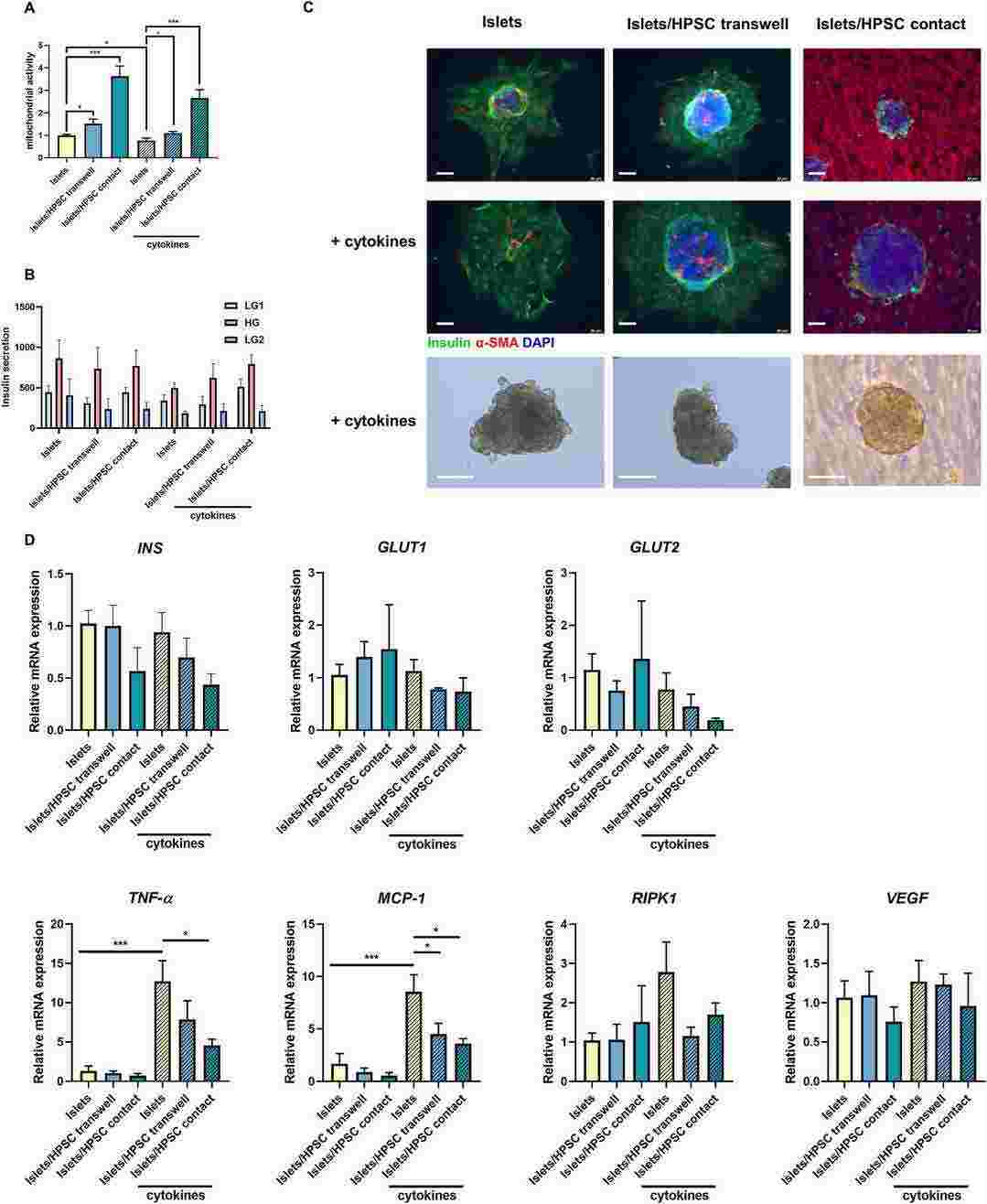 Activated HPSCs preserved human islet mitochondrial activity in vitro.