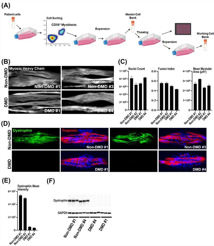 Characterizing primary myoblasts from Duchenne Muscular Dystrophy (DMD) and non-DMD donors.