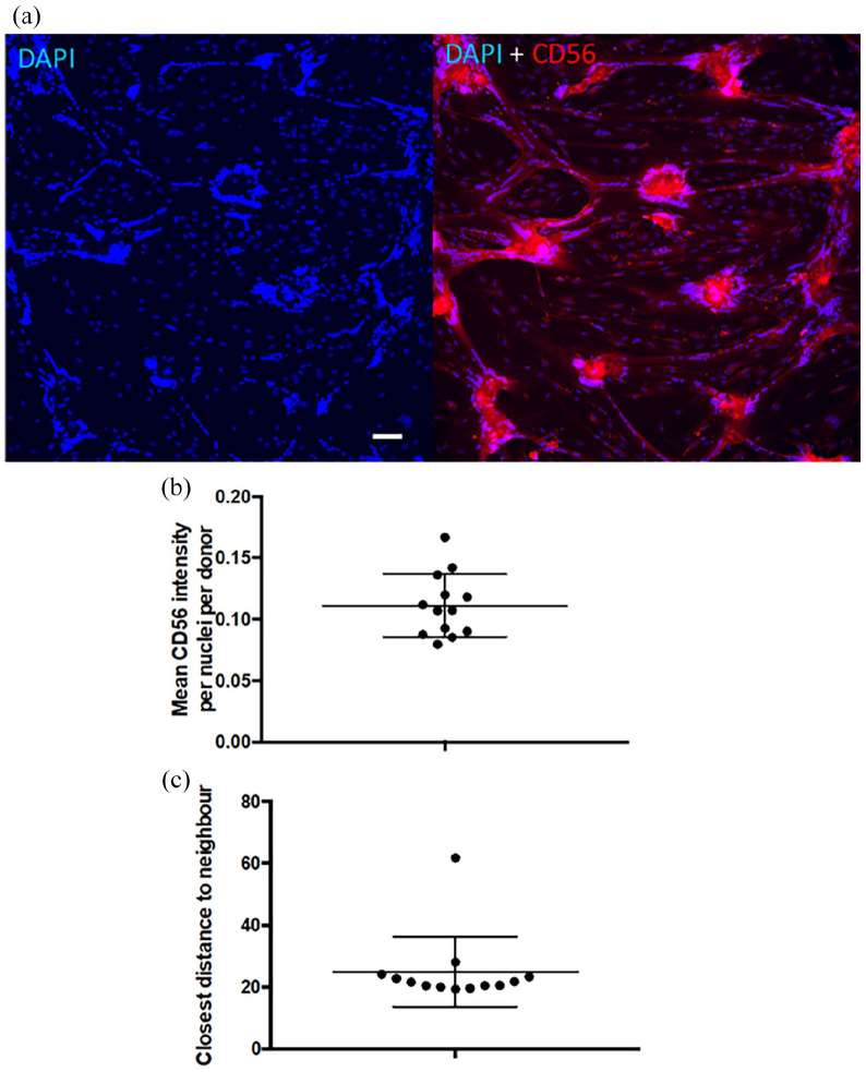 Correlation study between early shape characteristics of the cells and the fusion index at day 5 of differentiation.