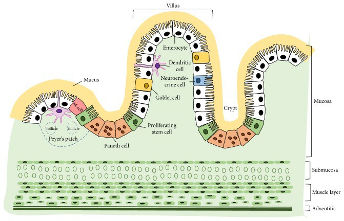 A cartoon depicting the cross-sectional structure of small intestine and the major cell constituents of epithelium.