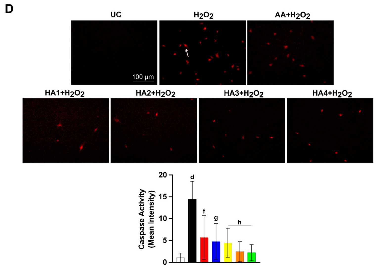 Effect of hyaluronic acids on the proliferation rate and viability of human tenocytes.