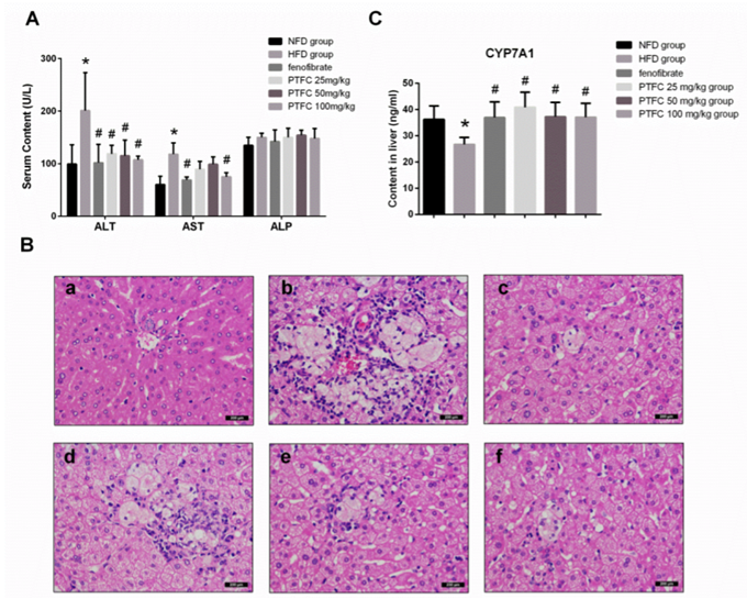 Effect of PTFC on liver function and hepatocytes pathological damage caused by hyperlipemia. (A) hamsters were treated with NFD, HFD, HFD combined with 100 mg/kg fenofibrate, HFD combined with 25mg/kg, 50mg/kg, 100mg/kg PTFC, and serum ALT, AST and ALP of each group were tested in the end of 6th week before hamsters were sacrificed. (B) Effects of PTFC on the morphology of hepatocytes in hyperlipidemic golden hamsters. (C) Levels of CYP7A1 in liver tissue homogenate of each group were examined by elisa. 