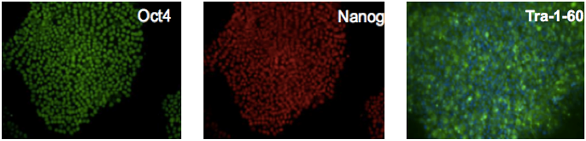 iPS Cell Characterization