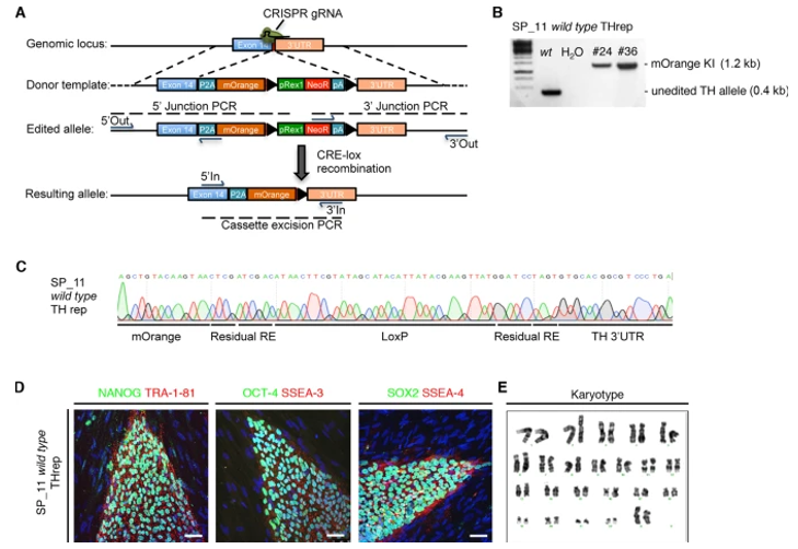 Generation of the TH-mOrange report iPSC line using CRISPR-Cas9-mediated gene editing.