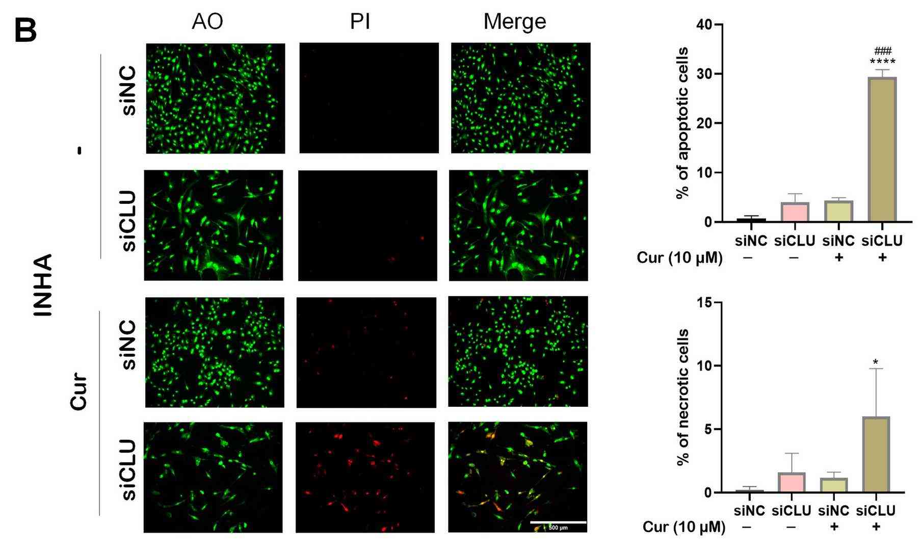 Representative immunofluorescence images of autophagy in CCF and INHA cell cultures.