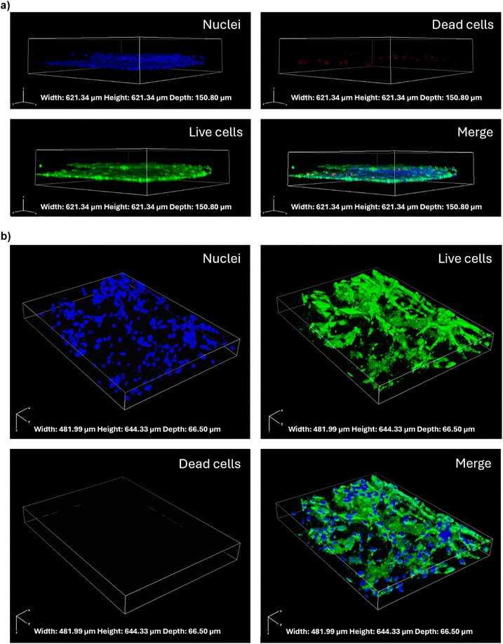 Z-stack confocal images of the co-culture of human endothelial cells, astrocytes and microglia (nuclei in blue, F-actin in red, ZO-1 in green) in the microfluidic device.