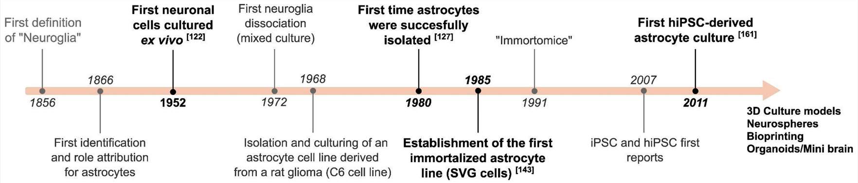 Major breakthroughs and milestones related to astrocyte cell culture are given in chronological order.
