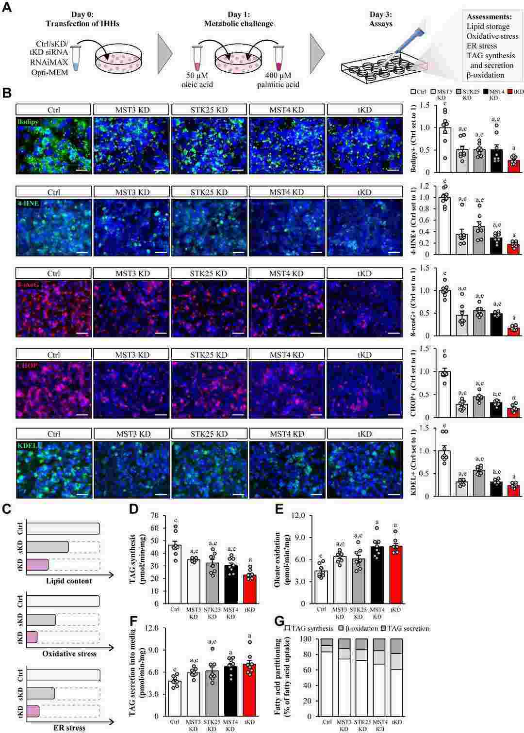 Single knockdown of MST3, STK25, or MST4 suppresses fatty acid-induced lipotoxicity in human hepatocytes to a similar degree, with the decrease in ectopic lipid accumulation and metabolic stress being slightly more pronounced in triple-deficient hepatocytes.