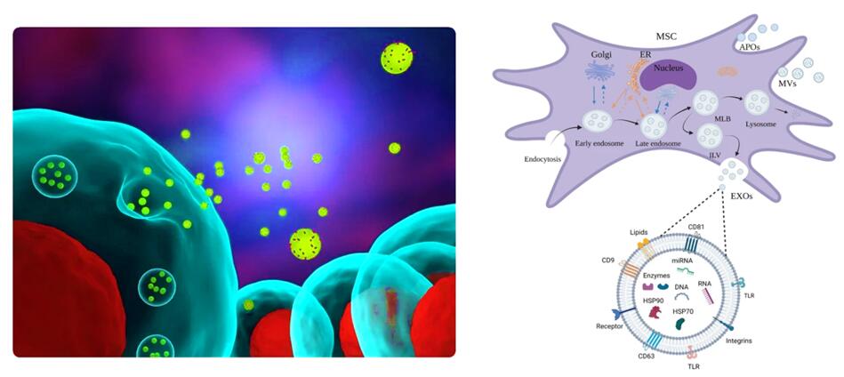 The development and main types of extracellular vesicles.