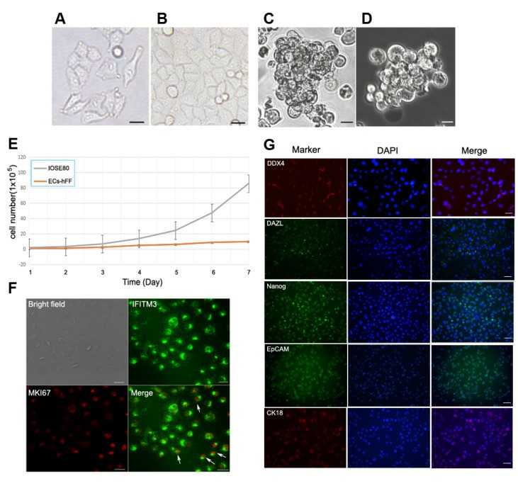 The IOSE80 cell line has the characteristics of ovarian epithelial cells.
