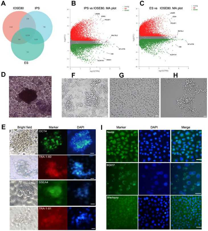 The IOSE80 cell line has the characteristics of PSCs (IPS cells and ES cells, respectively)