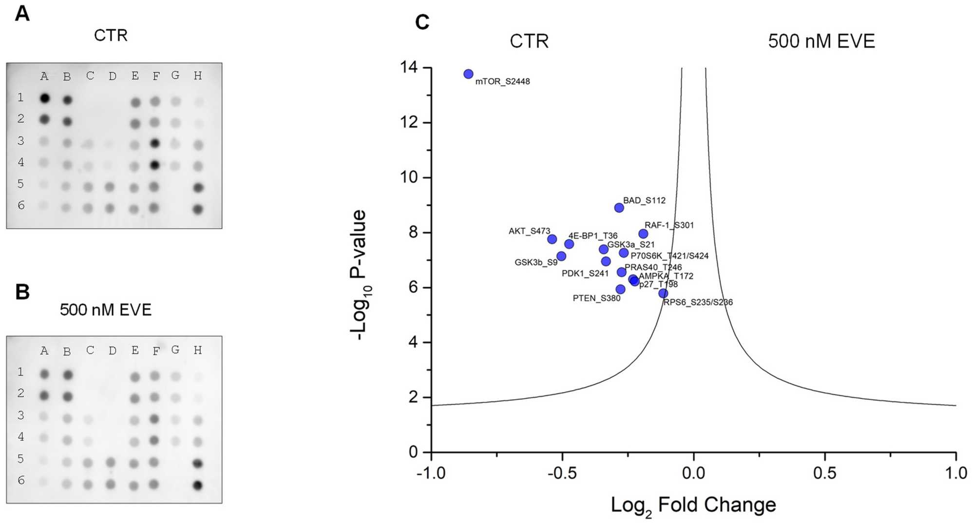 AKT-mTOR phosphorylation pathway profiling.